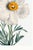 Matilija Poppy, Vintage Botanical Art Print Reproduction by Mary Vaux Walcott, 24″ × 36″ For Sale - Image 10 of 10