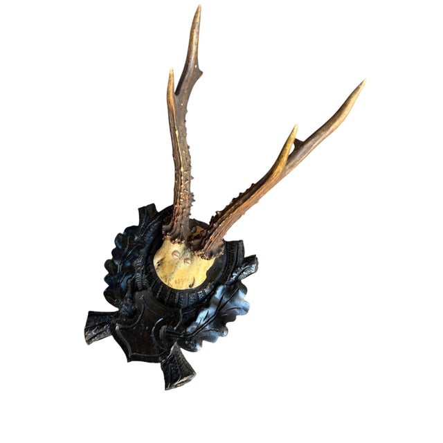 Roe Deer Trophy 175 Black Forest Antlers Mount For Sale - Image 4 of 5