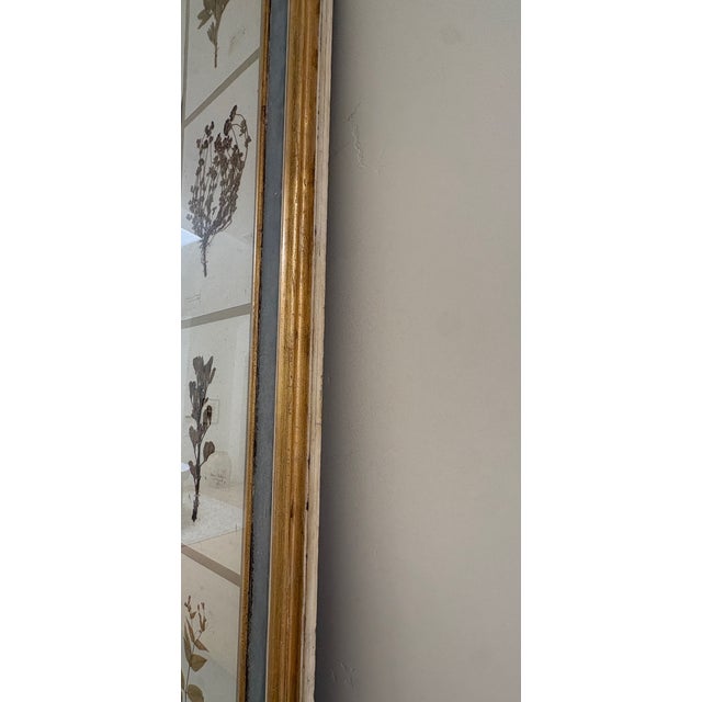Large 19th Century French Mounted Botanical Herbiers For Sale - Image 11 of 16