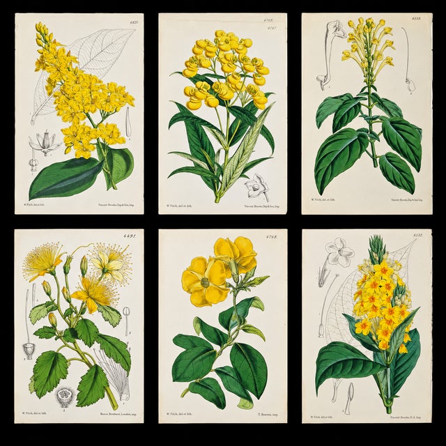 An exceptional 19th-century botanical lithograph attributed to celebrated botanical artist Walter Hood Fitch, produced for...