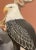 Chinoiserie "Eagle Opportunity" Eagle Hawk Falcon Chinoiserie Painting by Allison Cosmos For Sale - Image 3 of 7
