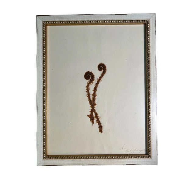 1895 Framed Antique Herbariums, Set of 20 For Sale - Image 10 of 12