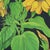 Large Vintage Sunflower School Chart by Jung Koch Quentell, 1973 For Sale - Image 12 of 13