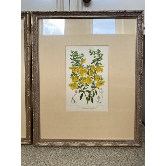 Vintage Botanical Chromolithograph, Set of 3 For Sale In West Palm - Image 6 of 9
