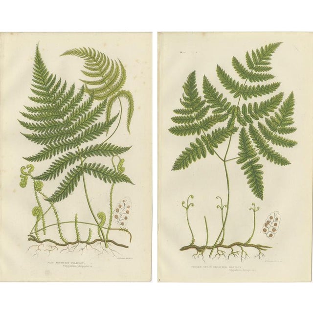 Victorian Hand-Colored Engravings of Rush and Sedge Plants, 1873, Set of 2 For Sale - Image 4 of 9