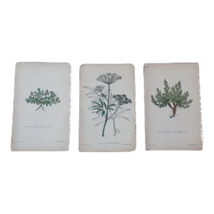 Antique 19th Century Hand Colored Botanical Lithographs - Set of 3