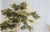 36" * H96" * 3ps,‌ Hand-Painted Ancient Civilization Ruins Wallpaper, Ancient Roman Ruins and Tropical Plant Mural For Sale - Image 4 of 5