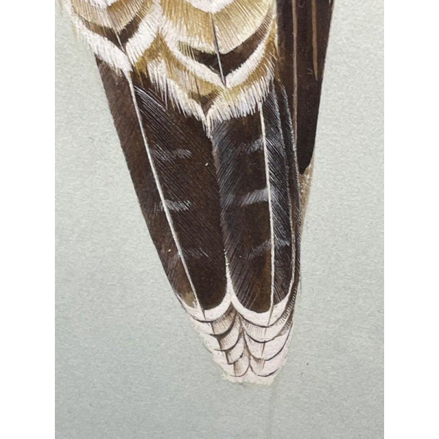 Vintage Original British Gouache Watercolor Peregrine Falcon by David Johnston For Sale - Image 6 of 12