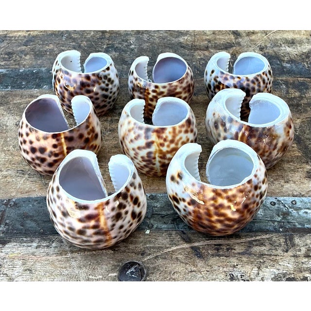Elevate your next alfresco dinner or coastal-themed gathering with this exquisite set of eight vintage Tiger Cowrie shell...