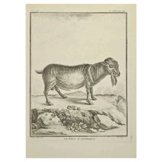 A-J De Fehrt, Le Bouc D'Afrique, Etching, 1771 For Sale