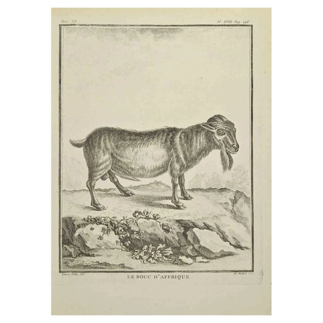 A-J De Fehrt, Le Bouc D'Afrique, Etching, 1771 For Sale
