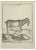 A-J De Fehrt, Le Bouc D'Afrique, Etching, 1771 For Sale
