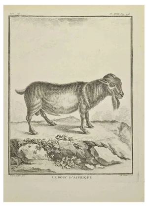 A-J De Fehrt, Le Bouc D'Afrique, Etching, 1771