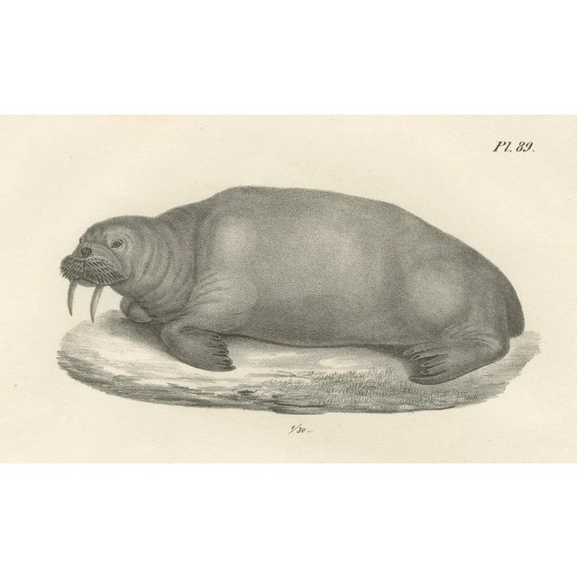 Walruses in Arctic Habitat with Calf Illustration, 1836, Paper For Sale - Image 3 of 11