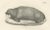 Walruses in Arctic Habitat with Calf Illustration, 1836, Paper For Sale - Image 3 of 11