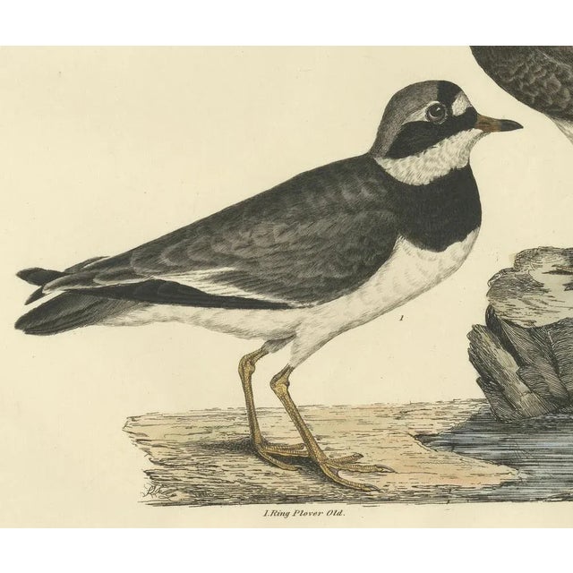 Early 19th Century Prideaux John Selby, Plovers in Contrast, Age and Species, 1826, Engraving For Sale - Image 5 of 7