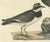 Early 19th Century Prideaux John Selby, Plovers in Contrast, Age and Species, 1826, Engraving For Sale - Image 5 of 7