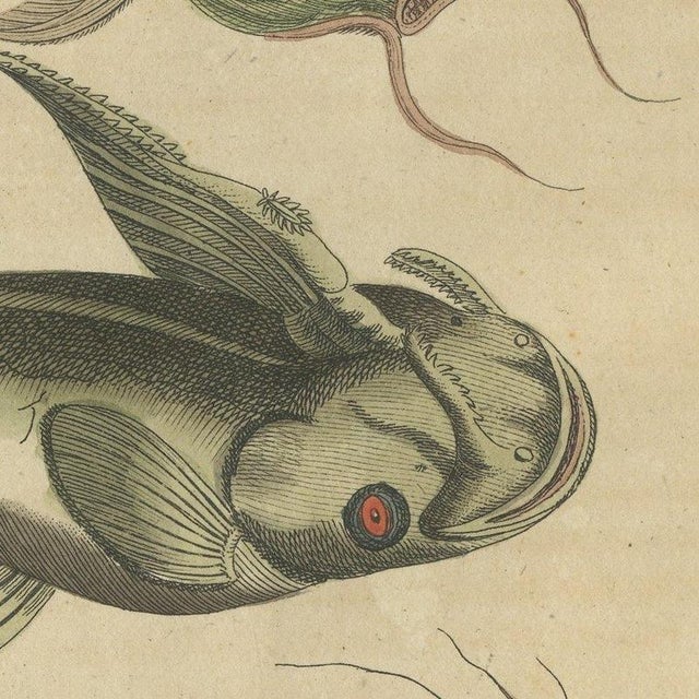 Bertuch, Five Catfish with Long Barbels, 1815, Print For Sale - Image 9 of 12