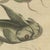 Bertuch, Five Catfish with Long Barbels, 1815, Print For Sale - Image 9 of 12