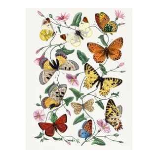 Butterflies and Moths (Paul Gervais), Vintage Art Print Reproduction, 18" × 24" For Sale