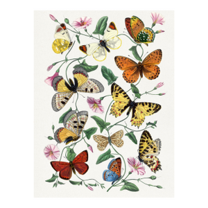 Butterflies and Moths (Paul Gervais), Vintage Art Print Reproduction, 18" × 24"