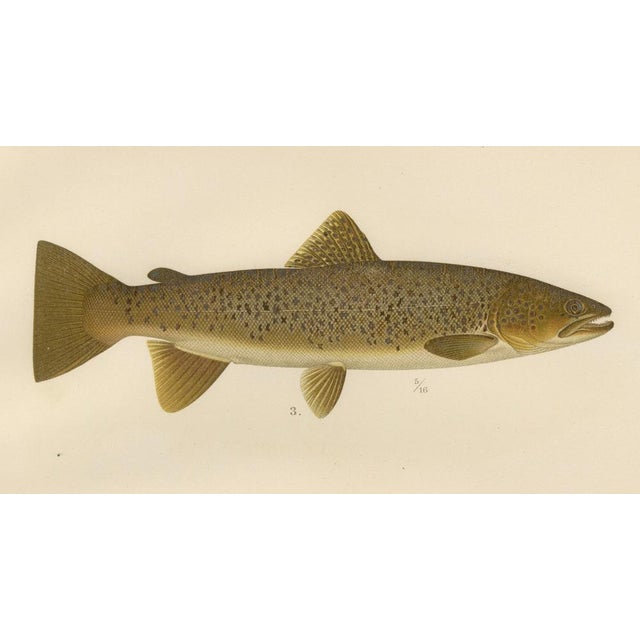 Paper Brown Trout Diversity in Scandinavian Waters, 1895, Paper For Sale - Image 7 of 10