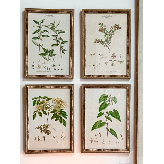 Set of Four Botanical Engravings, 1770s from J. Miller’sIllustratio Systematis Sexualis Linnaei, London, 1774. Finely...