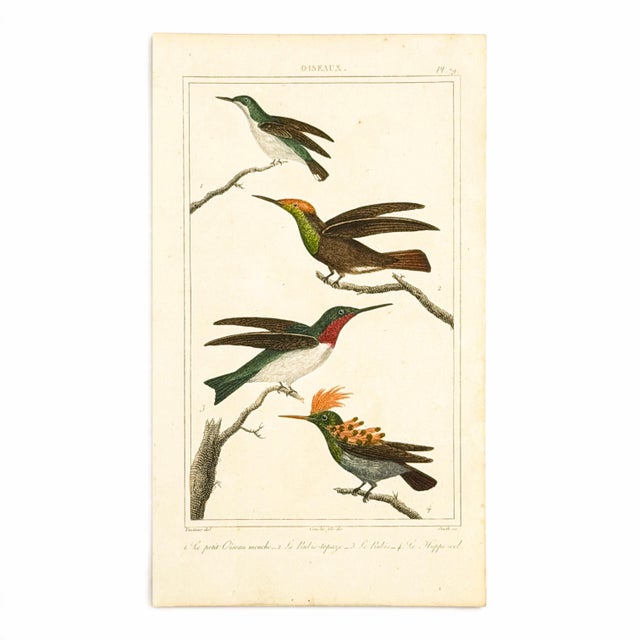 19th-Century Hummingbird Study | Set of 4 Buffon Hand-Colored Antique Bird Prints For Sale - Image 4 of 6