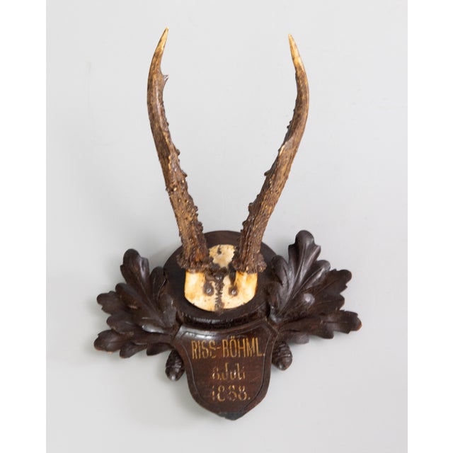 Antique Black Forest Roe Deer Antlers Hunting Trophy 1888 Mount For Sale In Houston - Image 6 of 6
