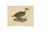J. Bock, Illustration of a Duck, 1800, Print For Sale - Image 3 of 5