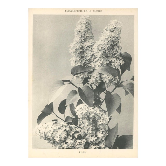 1904 French Antique Botanical Photograph- LILACS-with Documentation For Sale