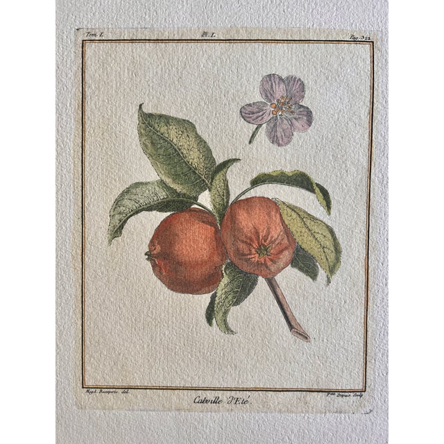 French Set of 6 Antique French Botanical Fruit Engravings c.1800-1850 For Sale - Image 3 of 7