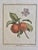 French Set of 6 Antique French Botanical Fruit Engravings c.1800-1850 For Sale - Image 3 of 7