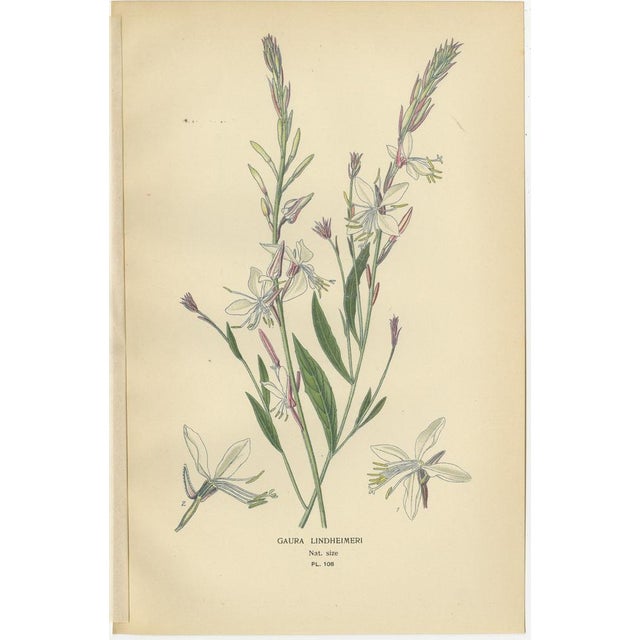 Globe Fuchsia and Fuchsia Fulgens and Gaura Lindheimeri, 1897, Paper, Set of 3 For Sale - Image 4 of 6