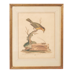 1940s Antique Framed George Edwards Original Hand Colored Etching 1758