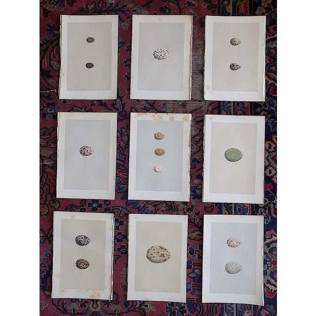 Antique 19th Century Hand Colored Egg Lithographs - Set of 9 For Sale - Image 10 of 10