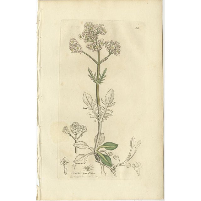 After James Sowerby, Botanical Illustrations of Duckweed and Valerian Species, 1830s, Engravings, Set of 8 For Sale - Image 7 of 10