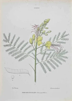 Vincenzo Tenore, Poinciana di Gillies, Lithograph, 1870s