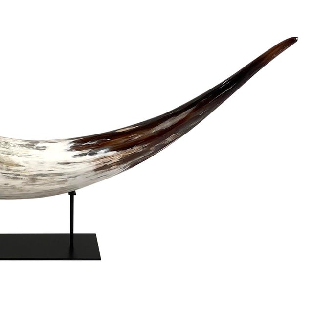 African Cattle Watusi Horn Chairish