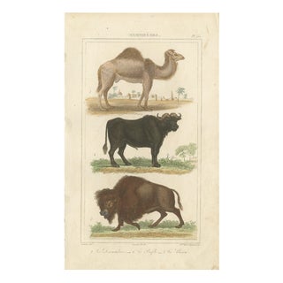 Buffon Dromedary Camel, Buffalo & Bison, 1835, Engraving For Sale