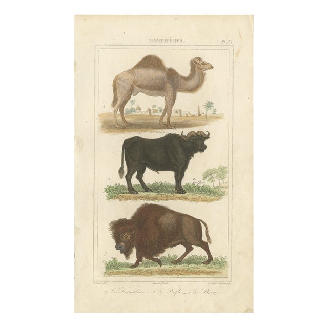 Buffon Dromedary Camel, Buffalo & Bison, 1835, Engraving For Sale