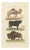 Buffon Dromedary Camel, Buffalo & Bison, 1835, Engraving For Sale