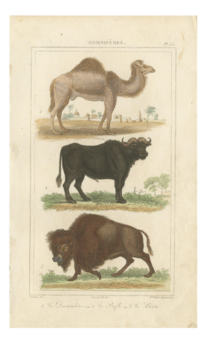 Buffon Dromedary Camel, Buffalo & Bison, 1835, Engraving