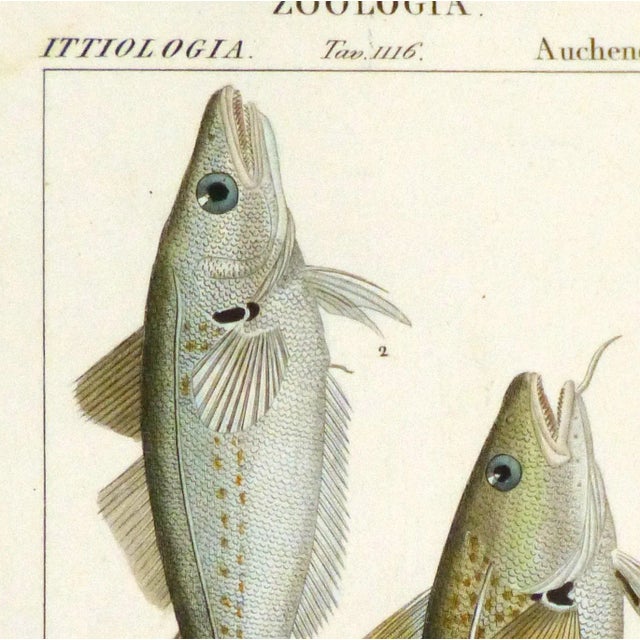 Engraving of two fish, the lonchiuro and corvina by Pierre Jean François Turpin (1775-1840), circa 1830. Original hand-...