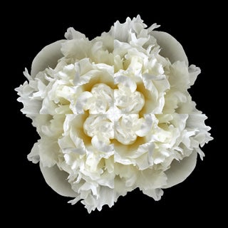"Peony Collage 4" Contemporary Botanical Limited Edition Photograph For Sale