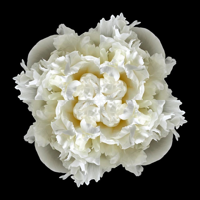 "Peony Collage 4" Contemporary Botanical Limited Edition Photograph For Sale