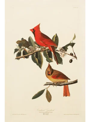 1990s Cardinal Grosbeak After Audubon, Large American Classical Print