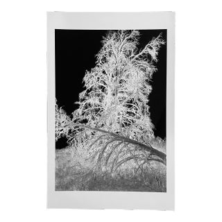 "X-Ray Tree 5" Contemporary Photograph Print by Gleb Derujinsky For Sale
