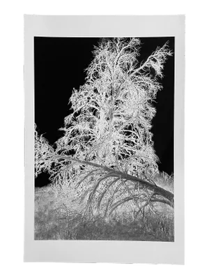 "X-Ray Tree 5" Contemporary Photograph Print by Gleb Derujinsky