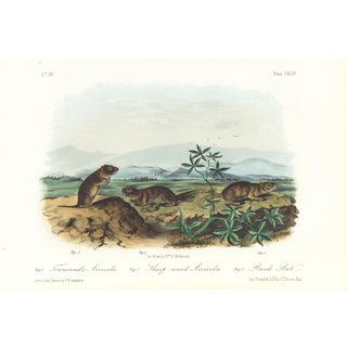 1854 Audubon Quadruped Octavo Lithograph "Plate 144 Townsend's Arvicola" For Sale